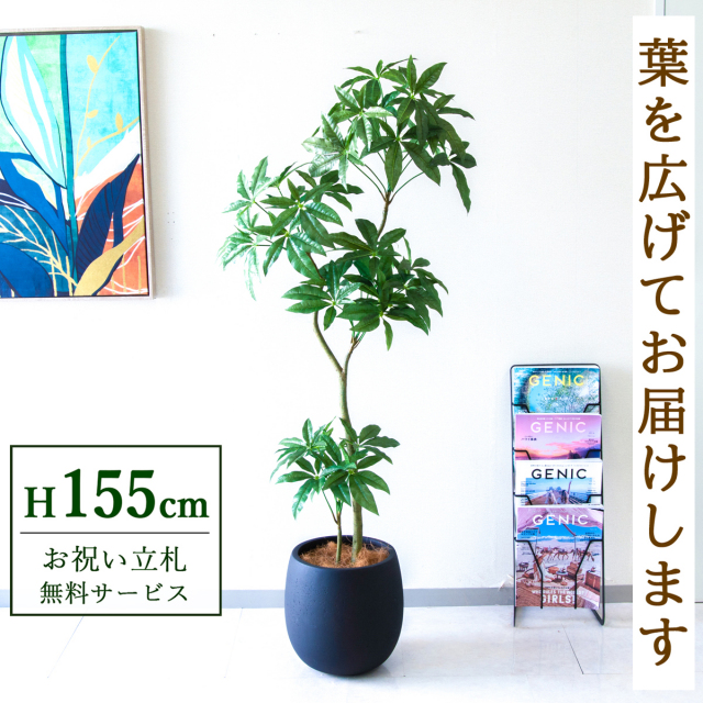 【すぐ飾れる】 フェイクグリーン パキラ 155cm  鉢付き / 法人・開店祝い 店舗・オフィス装飾 空間演出 立札無料・造花/PG1002-BAL30BK