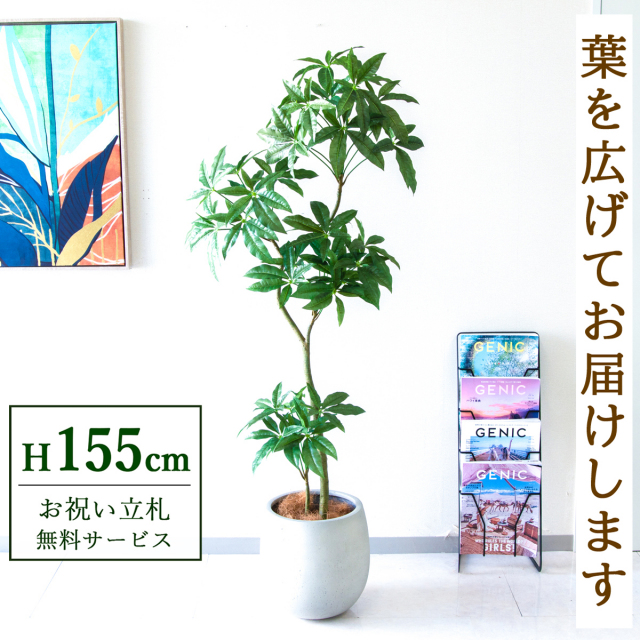 【すぐ飾れる】 フェイクグリーン パキラ 155cm  鉢付き / 法人・開店祝い 店舗・オフィス装飾 空間演出 立札無料・造花/PG1002-BAL30IV