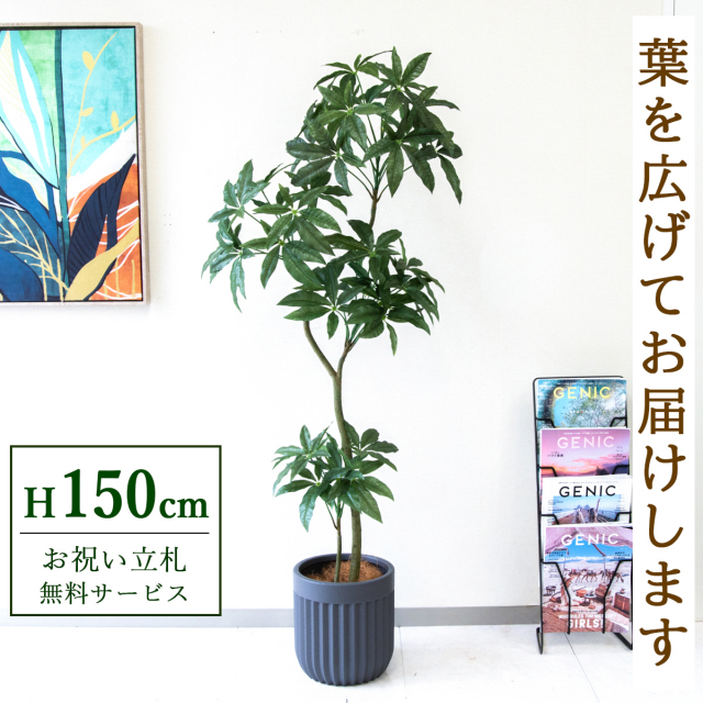 【すぐ飾れる】 フェイクグリーン パキラ 150cm  鉢付き / 法人・開店祝い 店舗・オフィス装飾 空間演出 立札無料・造花/PG1002-BPK25GY
