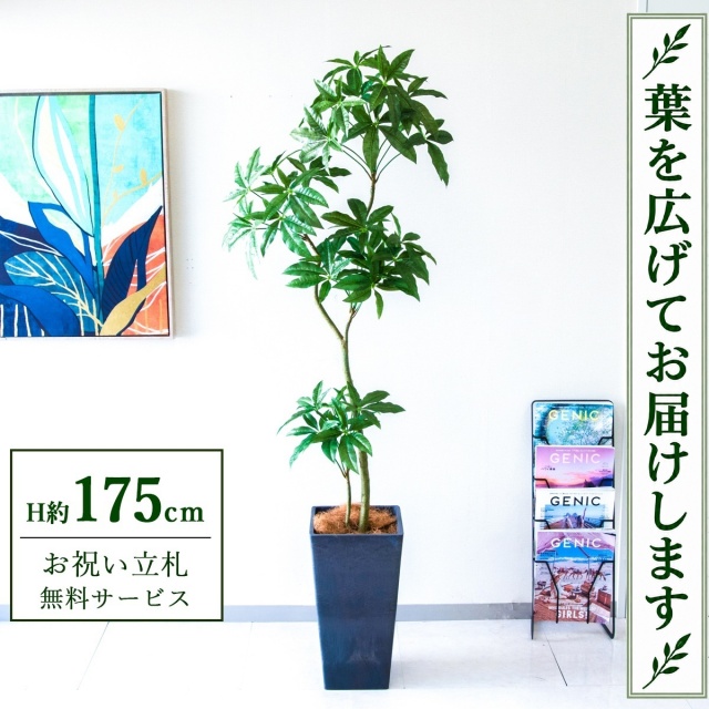 【すぐ飾れる】 フェイクグリーン パキラ H約175cm 大型 鉢付き / 法人・開店祝い 店舗・オフィス装飾 空間演出 立札無料・造花/PG1002-Q25BK