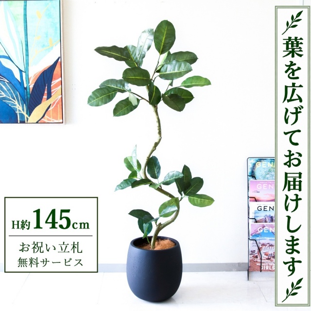 【すぐ飾れる】 フェイクグリーン フィカス ゴムの木 H約145cm 鉢付き / 法人・開店祝い 店舗・オフィス装飾 空間演出 立札無料・造花/PG1003-BAL30BK