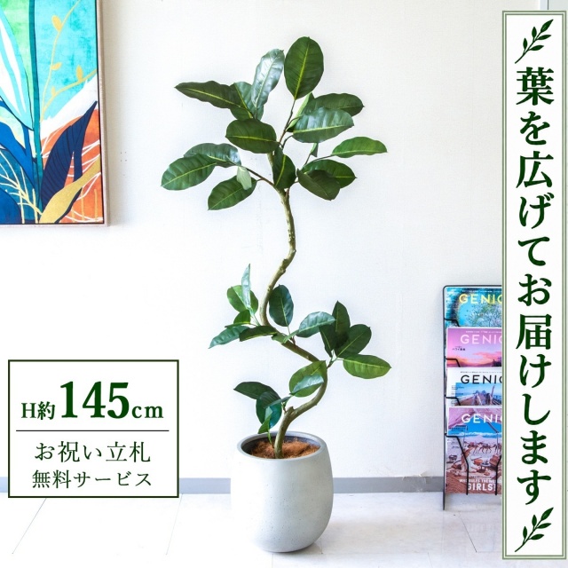 【すぐ飾れる】 フェイクグリーン フィカス ゴムの木 H約145cm 鉢付き / 法人・開店祝い 店舗・オフィス装飾 空間演出 立札無料・造花/PG1003-BAL30IV