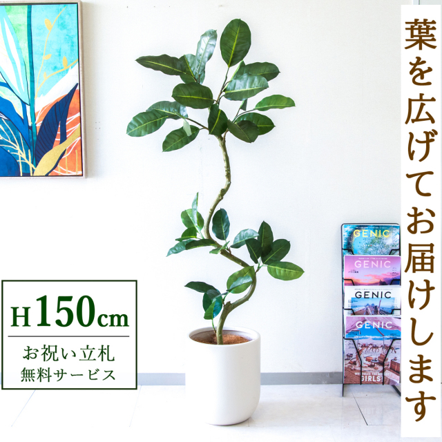 【すぐ飾れる】 フェイクグリーン フィカス ゴムの木 150cm  鉢付き / 法人・開店祝い 店舗・オフィス装飾 空間演出 立札無料・造花/PG1003-CHC29IV