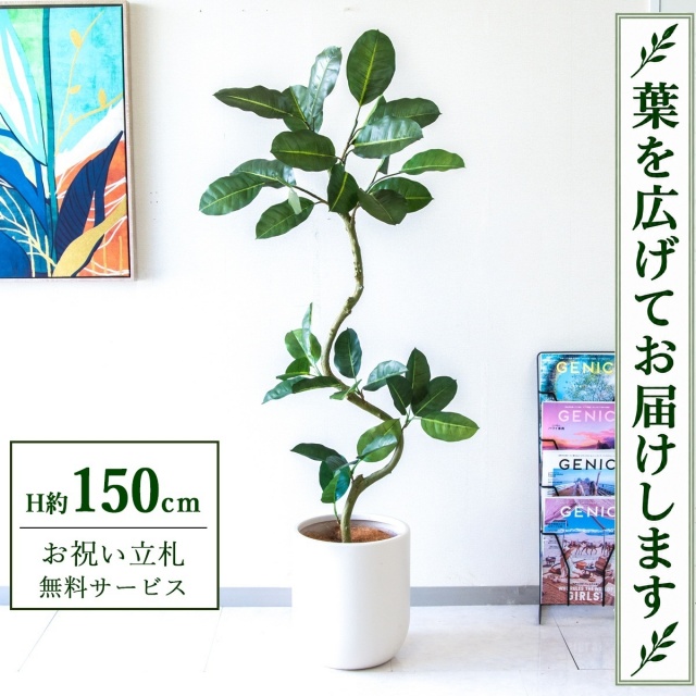 【すぐ飾れる】 フェイクグリーン フィカス ゴムの木 H約150cm 鉢付き / 法人・開店祝い 店舗・オフィス装飾 空間演出 立札無料・造花/PG1003-CHC29IV