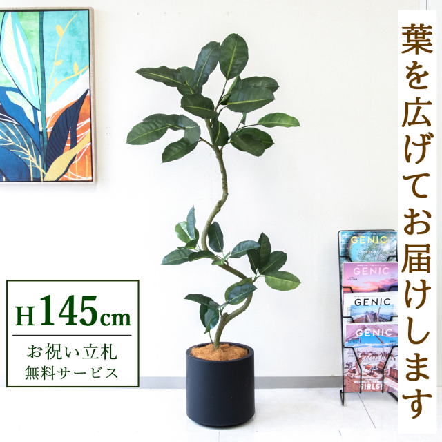 【すぐ飾れる】 フェイクグリーン フィカス ゴムの木 145cm  鉢付き / 法人・開店祝い 店舗・オフィス装飾 空間演出 立札無料・造花/PG1003-FZO27BK