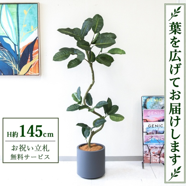 【すぐ飾れる】 フェイクグリーン フィカス ゴムの木 H約145cm 鉢付き / 法人・開店祝い 店舗・オフィス装飾 空間演出 立札無料・造花/PG1003-FZO27GY