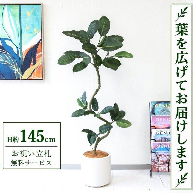【すぐ飾れる】 フェイクグリーン フィカス ゴムの木 H約145cm 鉢付き / 法人・開店祝い 店舗・オフィス装飾 空間演出 立札無料・造花/PG1003-FZO27IV