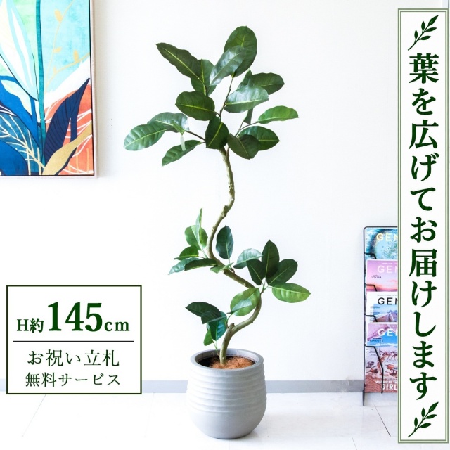 【すぐ飾れる】 フェイクグリーン フィカス ゴムの木 H約145cm 鉢付き / 法人・開店祝い 店舗・オフィス装飾 空間演出 立札無料・造花/PG1003-J30