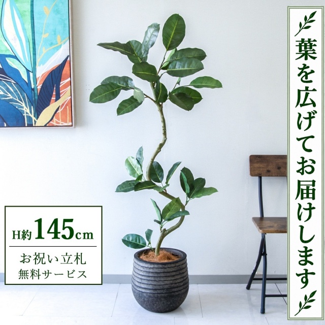 【すぐ飾れる】 フェイクグリーン フィカス ゴムの木 H約145cm 鉢付き / 法人・開店祝い 店舗・オフィス装飾 空間演出 立札無料・造花/PG1003-J30BK