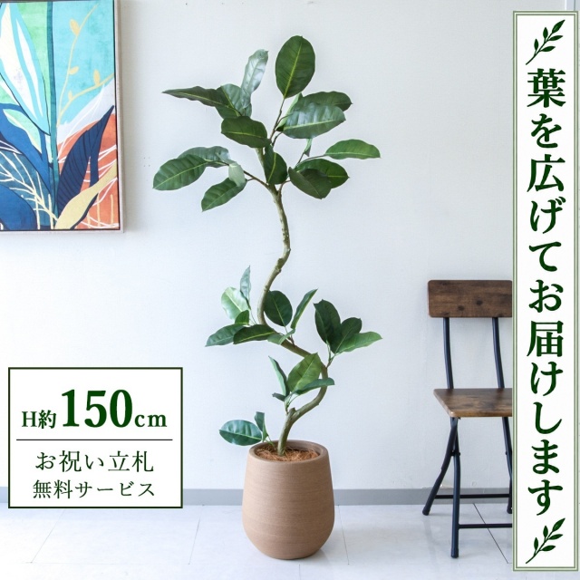 【すぐ飾れる】 フェイクグリーン フィカス ゴムの木 H約150cm 鉢付き / 法人・開店祝い 店舗・オフィス装飾 空間演出 立札無料・造花/PG1003-KAO27LB