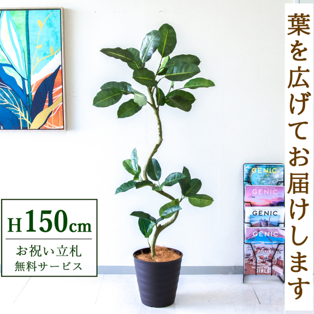 【すぐ飾れる】 フェイクグリーン フィカス ゴムの木 150cm  鉢付き / 法人・開店祝い 店舗・オフィス装飾 空間演出 立札無料・造花/PG1003-M27DB