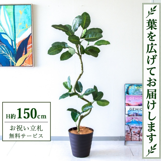 【すぐ飾れる】 フェイクグリーン フィカス ゴムの木 H約150cm 鉢付き / 法人・開店祝い 店舗・オフィス装飾 空間演出 立札無料・造花/PG1003-M27DB