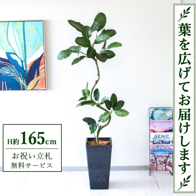 【すぐ飾れる】 フェイクグリーン フィカス ゴムの木 H約165cm 鉢付き / 法人・開店祝い 店舗・オフィス装飾 空間演出 立札無料・造花/PG1003-Q25BK