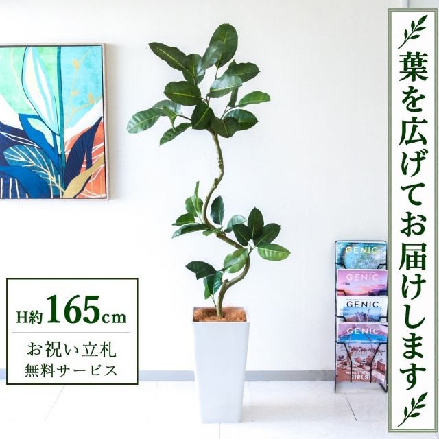 【すぐ飾れる】 フェイクグリーン フィカス ゴムの木 H約165cm 鉢付き / 法人・開店祝い 店舗・オフィス装飾 空間演出 立札無料・造花/PG1003-Q25WH