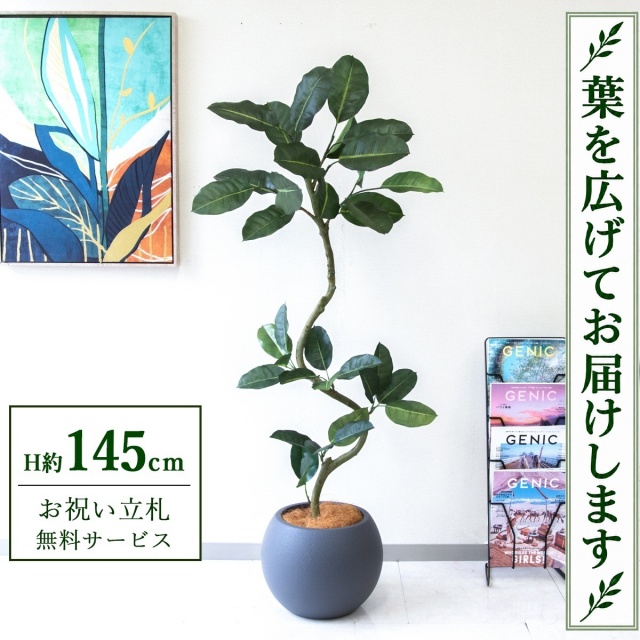 【すぐ飾れる】 フェイクグリーン フィカス ゴムの木 H約145cm 鉢付き / 法人・開店祝い 店舗・オフィス装飾 空間演出 立札無料・造花/PG1003-ROM32GY