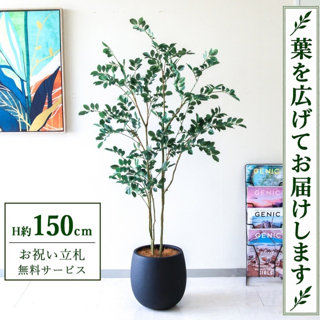 【すぐ飾れる】 フェイクグリーン フィカス ベンジャミン H約150cm 鉢付き / 法人・開店祝い 店舗・オフィス装飾 空間演出 立札無料・造花/PG1004-BAL30BK