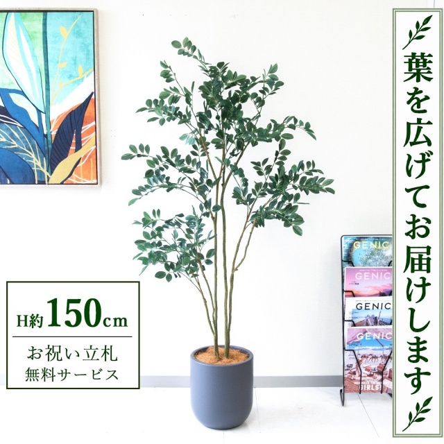 【すぐ飾れる】 フェイクグリーン フィカス ベンジャミン H約150cm 鉢付き / 法人・開店祝い 店舗・オフィス装飾 空間演出 立札無料・造花/PG1004-CHC25GY