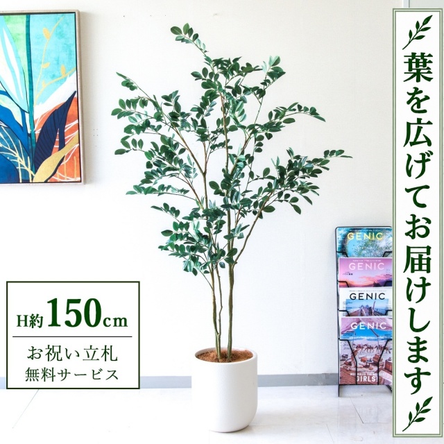 【すぐ飾れる】 フェイクグリーン フィカス ベンジャミン H約150cm 鉢付き / 法人・開店祝い 店舗・オフィス装飾 空間演出 立札無料・造花/PG1004-CHC25IV