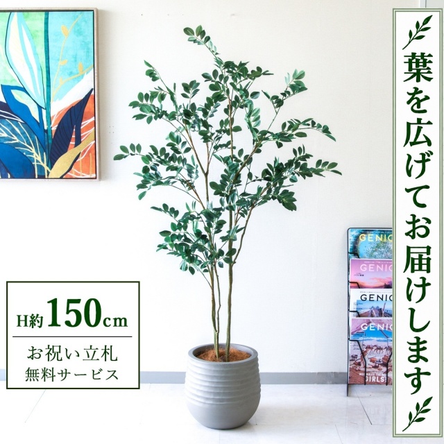 【すぐ飾れる】 フェイクグリーン フィカス ベンジャミン H約150cm 鉢付き / 法人・開店祝い 店舗・オフィス装飾 空間演出 立札無料・造花/PG1004-J30