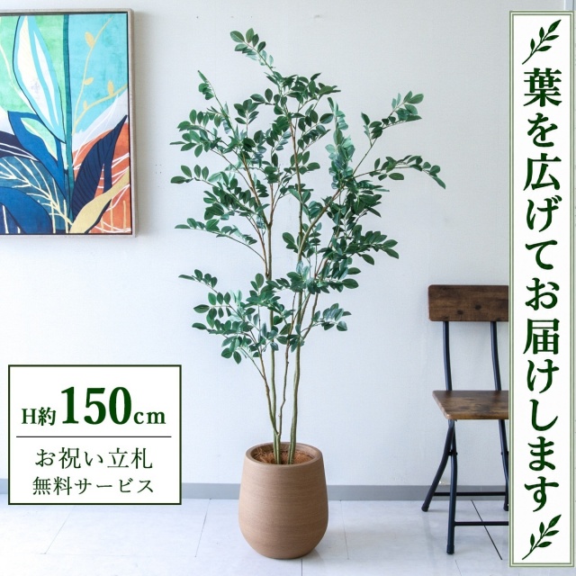 【すぐ飾れる】 フェイクグリーン フィカス ベンジャミン H約150cm 鉢付き / 法人・開店祝い 店舗・オフィス装飾 空間演出 立札無料・造花/PG1004-KAO27LB