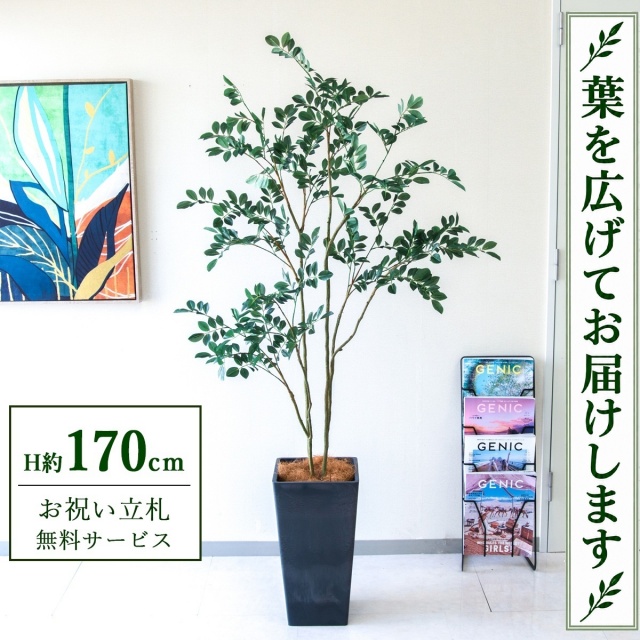 【すぐ飾れる】 フェイクグリーン フィカス ベンジャミン H約170cm 大型 鉢付き / 法人・開店祝い 店舗・オフィス装飾 空間演出 立札無料・造花/PG1004-Q25BK