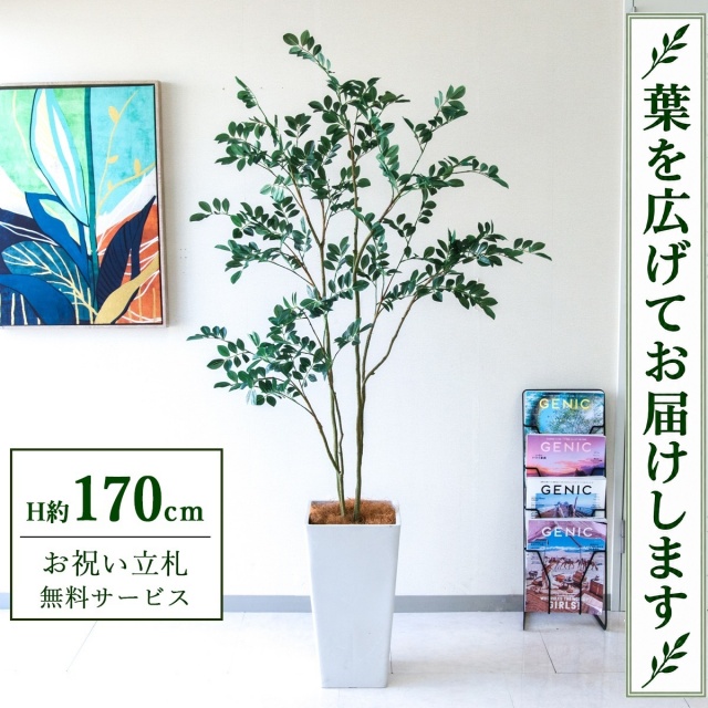 【すぐ飾れる】 フェイクグリーン フィカス ベンジャミン H約170cm 大型 鉢付き / 法人・開店祝い 店舗・オフィス装飾 空間演出 立札無料・造花/PG1004-Q25WH