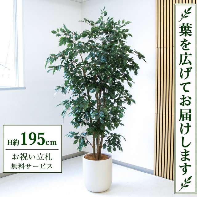 【すぐ飾れる】 フェイクグリーン フィカス ベンジャミン H約195cm 大型 鉢付き / 法人・開店祝い 店舗・オフィス装飾 空間演出 立札無料・造花/PG1006-CHC33IV