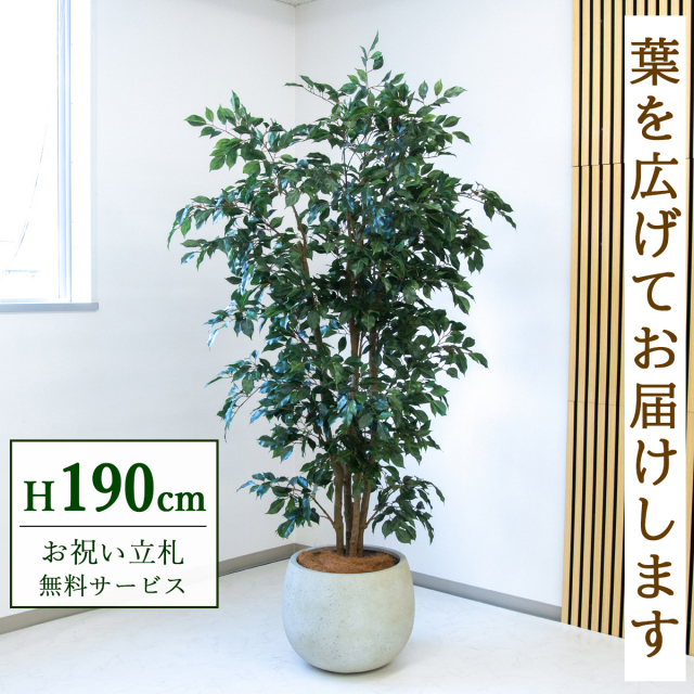 【すぐ飾れる】 フェイクグリーン フィカス ベンジャミン 190cm  大型 鉢付き / 法人・開店祝い 店舗・オフィス装飾 空間演出 立札無料・造花/PG1006-D42IV