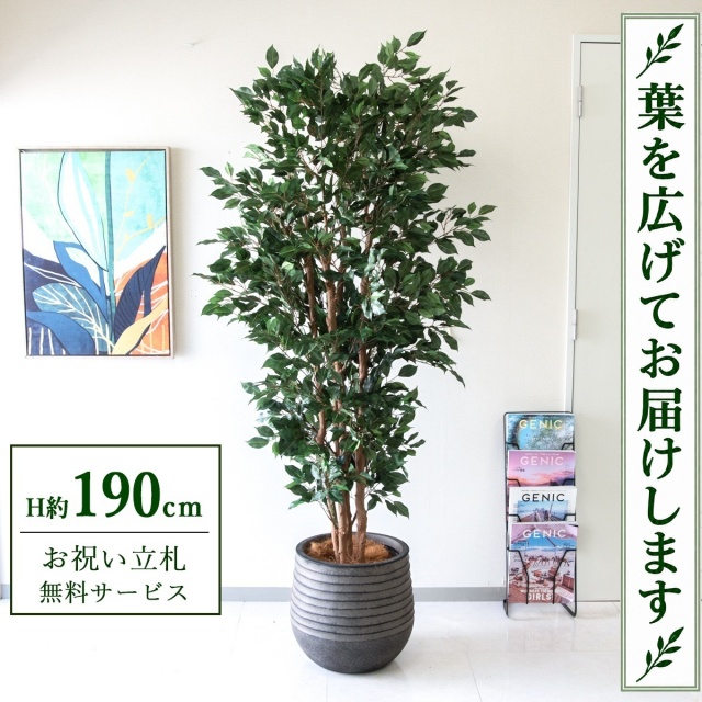 【すぐ飾れる】 フェイクグリーン フィカス ベンジャミン H約190cm 大型 鉢付き / 法人・開店祝い 店舗・オフィス装飾 空間演出 立札無料・造花/PG1006-J40BK