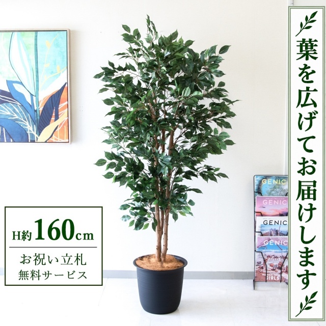 【すぐ飾れる】 フェイクグリーン フィカス ベンジャミン H約160cm 鉢付き / 法人・開店祝い 店舗・オフィス装飾 空間演出 立札無料・造花/PG1007-ABY31BK