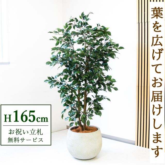 【すぐ飾れる】 フェイクグリーン フィカス ベンジャミン 165cm  鉢付き / 法人・開店祝い 店舗・オフィス装飾 空間演出 立札無料・造花/PG1007-D42IV