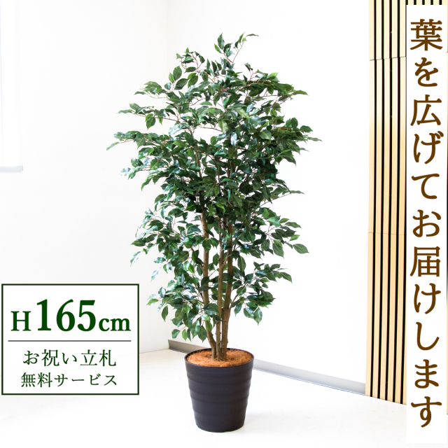 【すぐ飾れる】 フェイクグリーン フィカス ベンジャミン 165cm  鉢付き / 法人・開店祝い 店舗・オフィス装飾 空間演出 立札無料・造花/PG1007-M30DB