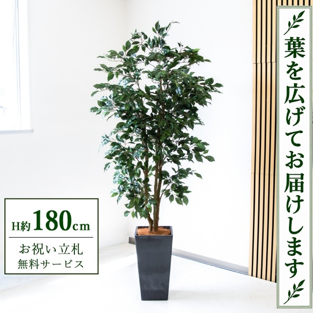 【すぐ飾れる】 フェイクグリーン フィカス ベンジャミン H約180cm 大型 鉢付き / 法人・開店祝い 店舗・オフィス装飾 空間演出 立札無料・造花/PG1007-Q25BK