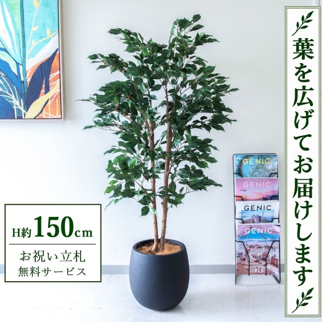 【すぐ飾れる】 フェイクグリーン フィカス ベンジャミン H約150cm 鉢付き / 法人・開店祝い 店舗・オフィス装飾 空間演出 立札無料・造花/PG1008-BAL30BK