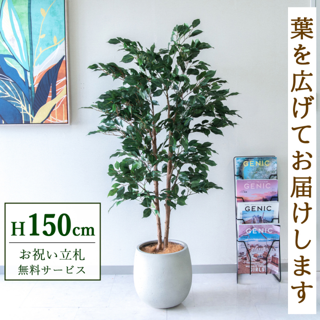【すぐ飾れる】 フェイクグリーン フィカス ベンジャミン 145cm  鉢付き / 法人・開店祝い 店舗・オフィス装飾 空間演出 立札無料・造花/PG1008-BAL30IV