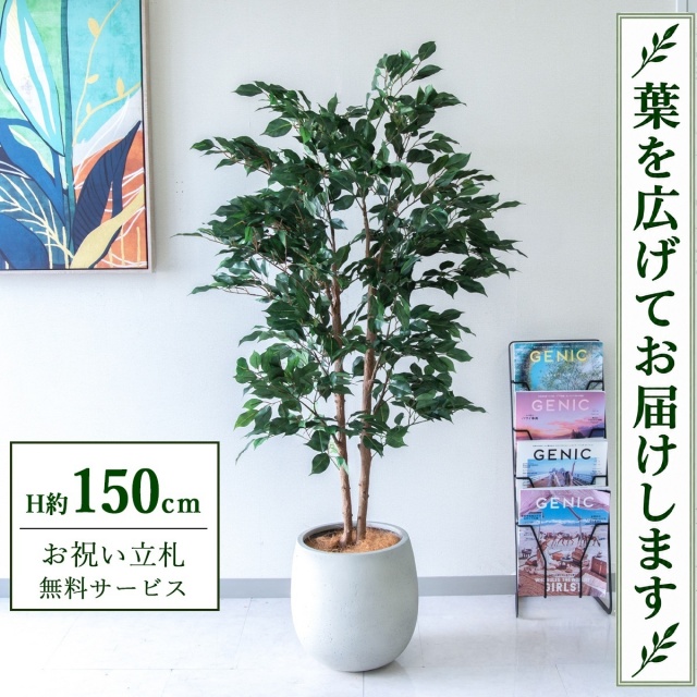 【すぐ飾れる】 フェイクグリーン フィカス ベンジャミン H約150cm 鉢付き / 法人・開店祝い 店舗・オフィス装飾 空間演出 立札無料・造花/PG1008-BAL30IV