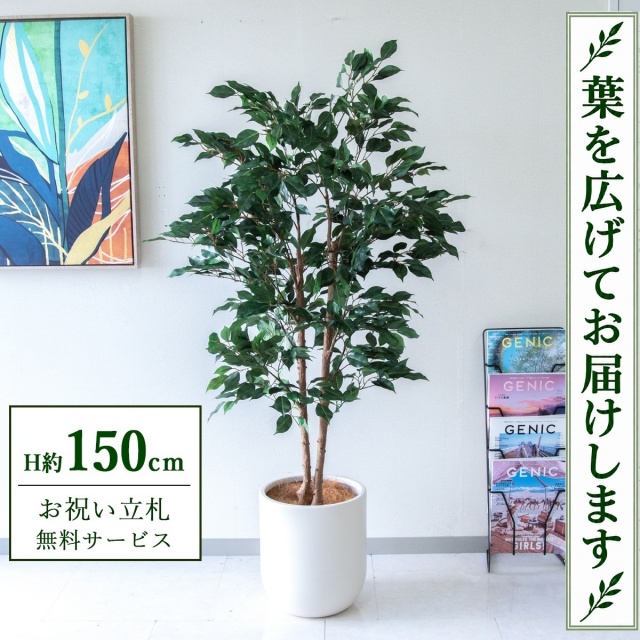 【すぐ飾れる】 フェイクグリーン フィカス ベンジャミン H約150cm 鉢付き / 法人・開店祝い 店舗・オフィス装飾 空間演出 立札無料・造花/PG1008-CHC29IV