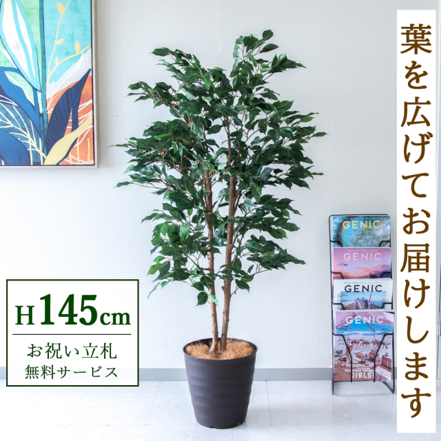 【すぐ飾れる】 フェイクグリーン フィカス ベンジャミン 145cm  鉢付き / 法人・開店祝い 店舗・オフィス装飾 空間演出 立札無料・造花/PG1008-M27DB