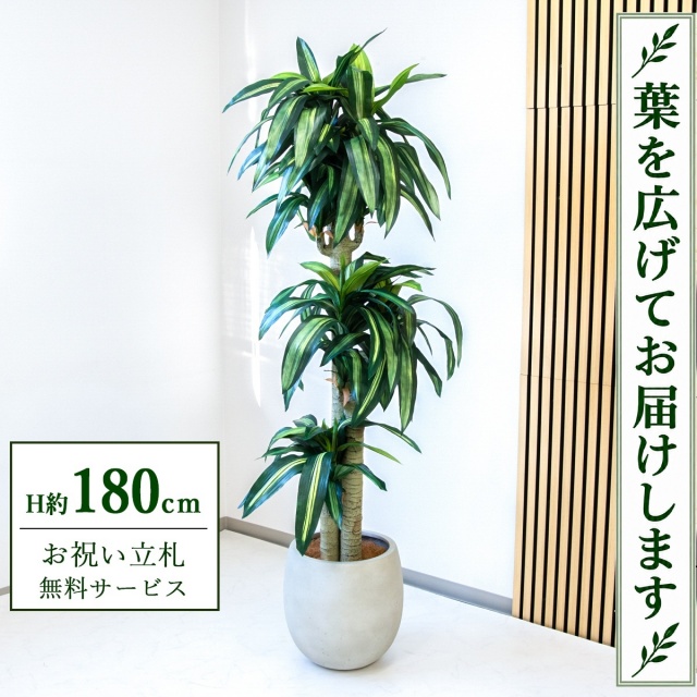 【すぐ飾れる】 フェイクグリーン 幸福の木 ドラセナ マッサンゲアナ H約180cm 大型 鉢付き / 法人・開店祝い 店舗・オフィス装飾 空間演出 立札無料・造花/PG1011-BAL35IV
