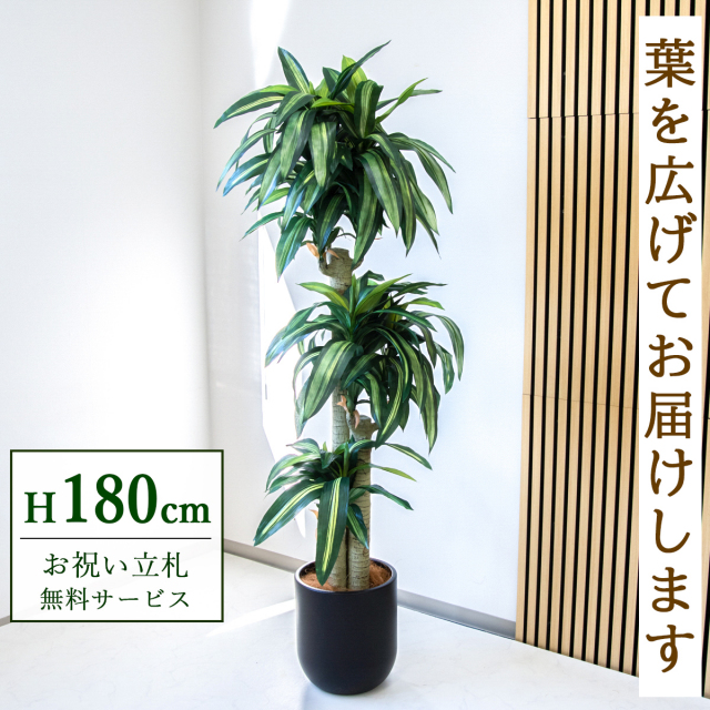 【すぐ飾れる】 フェイクグリーン 幸福の木 ドラセナ マッサンゲアナ 180cm  大型 鉢付き / 法人・開店祝い 店舗・オフィス装飾 空間演出 立札無料・造花/PG1011-CHC29BK