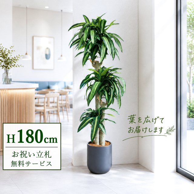 【すぐ飾れる】 フェイクグリーン 幸福の木 ドラセナ マッサンゲアナ 180cm  大型 鉢付き / 法人・開店祝い 店舗・オフィス装飾 空間演出 立札無料・造花/PG1011-CHC29GY