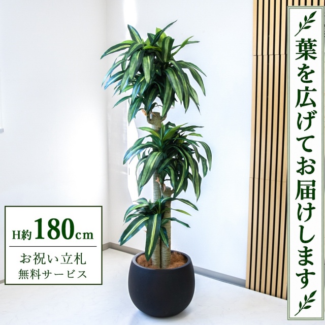 【すぐ飾れる】 フェイクグリーン 幸福の木 ドラセナ マッサンゲアナ H約180cm 大型 鉢付き / 法人・開店祝い 店舗・オフィス装飾 空間演出 立札無料・造花/PG1011-D42BK
