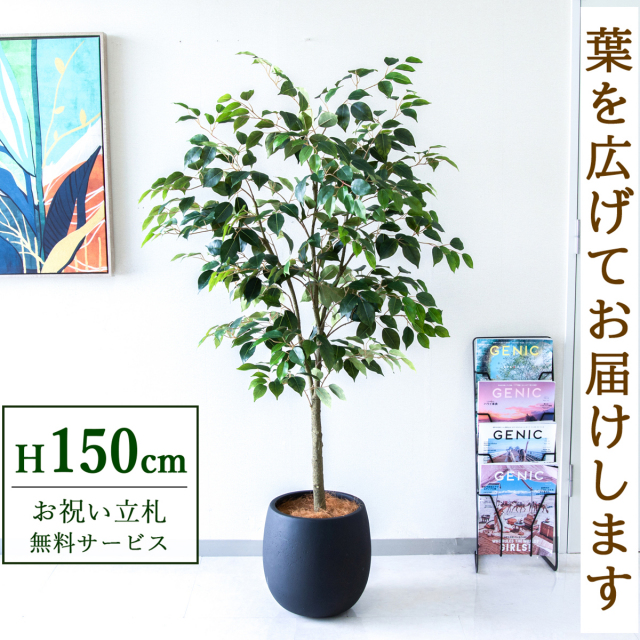 【すぐ飾れる】 フェイクグリーン フィカス ベンジャミン 150cm  鉢付き / 法人・開店祝い 店舗・オフィス装飾 空間演出 立札無料・造花/PG1012-BAL30BK