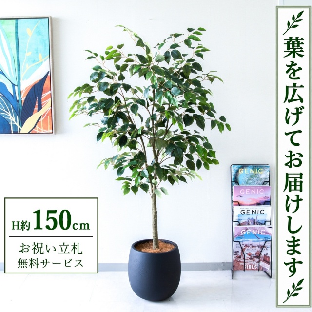【すぐ飾れる】 フェイクグリーン フィカス ベンジャミン H約150cm 鉢付き / 法人・開店祝い 店舗・オフィス装飾 空間演出 立札無料・造花/PG1012-BAL30BK