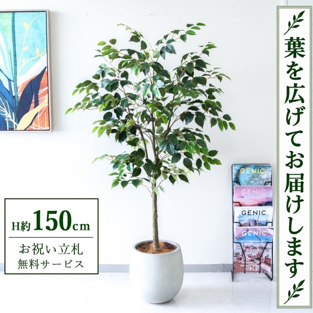 【すぐ飾れる】 フェイクグリーン フィカス ベンジャミン H約150cm 鉢付き / 法人・開店祝い 店舗・オフィス装飾 空間演出 立札無料・造花/PG1012-BAL30IV