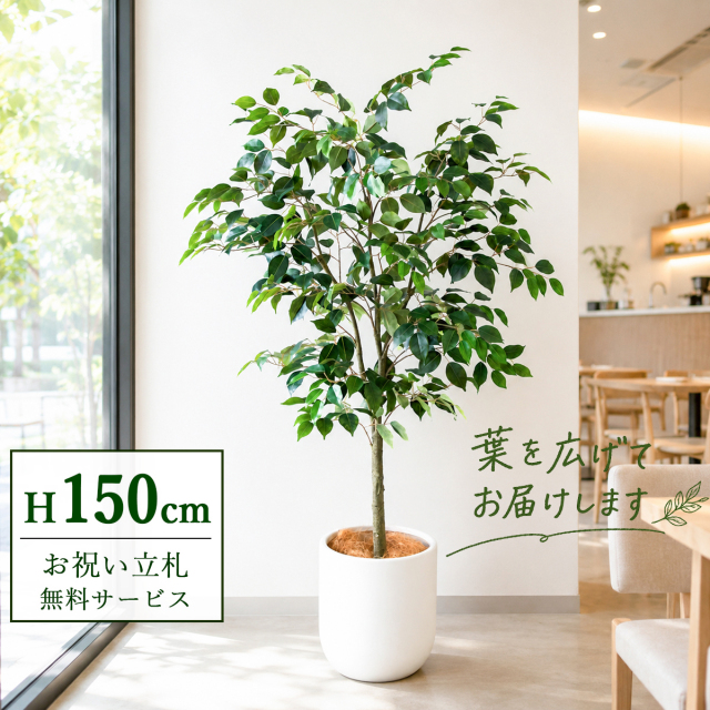 【すぐ飾れる】 フェイクグリーン フィカス ベンジャミン 150cm  鉢付き / 法人・開店祝い 店舗・オフィス装飾 空間演出 立札無料・造花/PG1012-CHC29IV