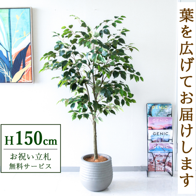 【すぐ飾れる】 フェイクグリーン フィカス ベンジャミン 150cm  鉢付き / 法人・開店祝い 店舗・オフィス装飾 空間演出 立札無料・造花/PG1012-J30