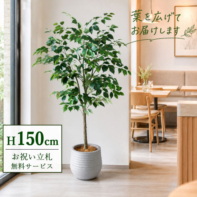 【すぐ飾れる】 フェイクグリーン フィカス ベンジャミン 150cm  鉢付き / 法人・開店祝い 店舗・オフィス装飾 空間演出 立札無料・造花/PG1012-J30