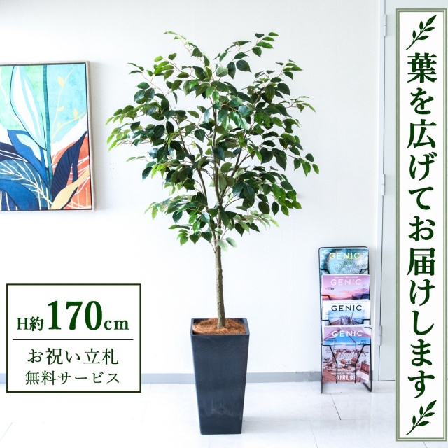 【すぐ飾れる】 フェイクグリーン フィカス ベンジャミン H約170cm 大型 鉢付き / 法人・開店祝い 店舗・オフィス装飾 空間演出 立札無料・造花/PG1012-Q25BK