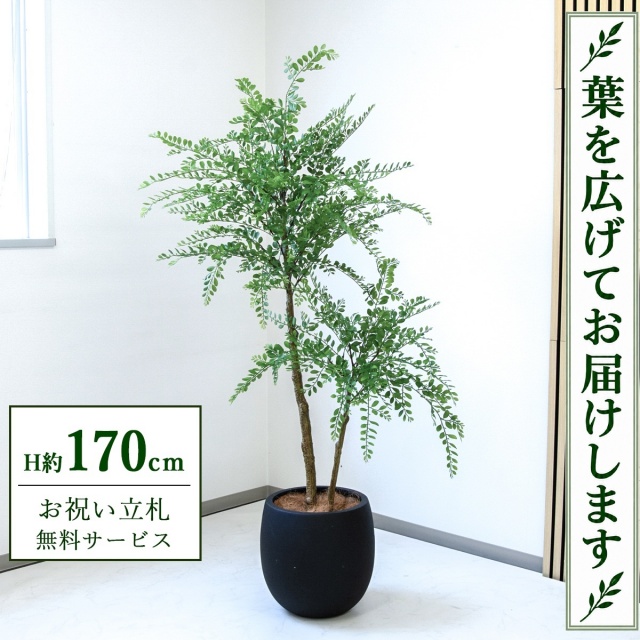 【すぐ飾れる】 フェイクグリーン トネリコ H約170cm 大型 鉢付き / 法人・開店祝い 店舗・オフィス装飾 空間演出 立札無料・造花/PG1013-BAL35BK